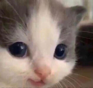 a close up photo of a cats face. They have a polite and kind expression.